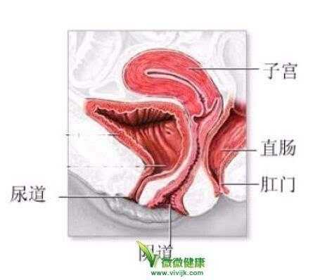 女人阴道为什么是甜的的简单介绍