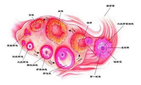  为什么成熟卵泡不排出「为什么成熟卵泡不排出的原因」