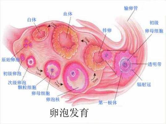  为什么成熟卵泡不排出「为什么成熟卵泡不排出的原因」