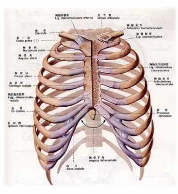 为什么左胸下骨头突出,为什么左胸下骨头突出来 