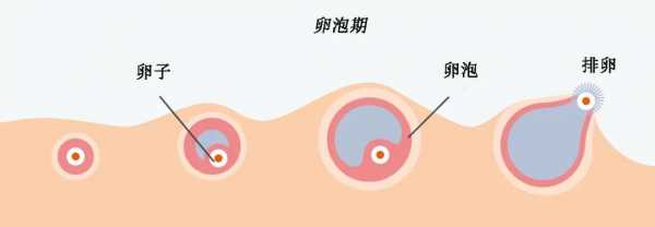 卵泡成熟不排除的原因-卵泡成熟为什么不排