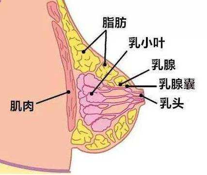 有的女人为什么乳头大,为什么女人乳头很疼痛 