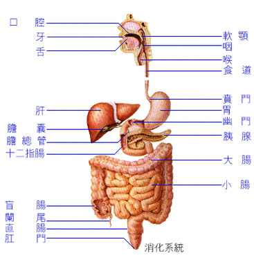 为什么心和小肠相表里_心和小肠的关系