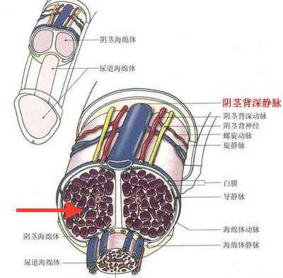 阴茎勃起为什么腰会痛的简单介绍