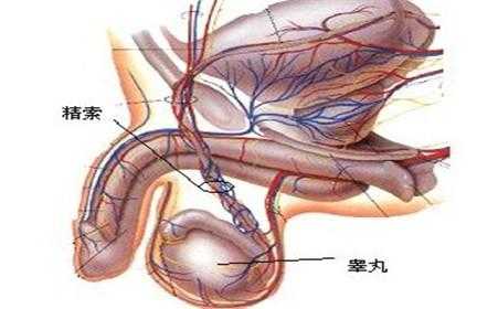 为什么射完蛋蛋下垂（为什么射完蛋蛋下垂会疼）