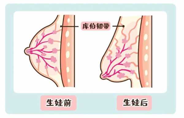 为什么哺乳后胸变大（为什么哺乳后胸会变小）