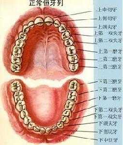 成人磨牙是因为什么（成人磨牙的原因是什么）