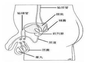为什么会有精囊炎和囊肿-为什么会有精囊炎