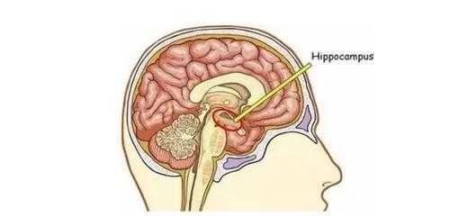  海马体为什么会硬化「海马体硬化可以恢复吗」