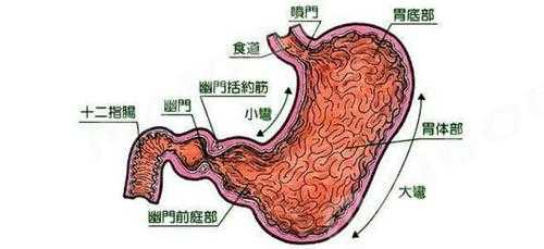 胃底为什么在上面,“胃底”为什么在胃的上边? 