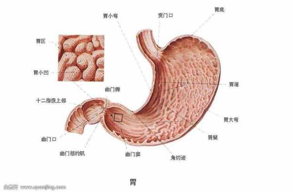 胃底为什么在上面,“胃底”为什么在胃的上边? 