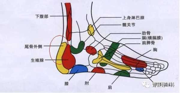 脚后面筋疼怎么办