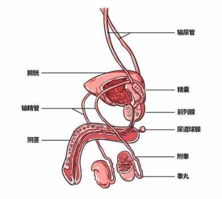 为什么射精之后睾丸疼