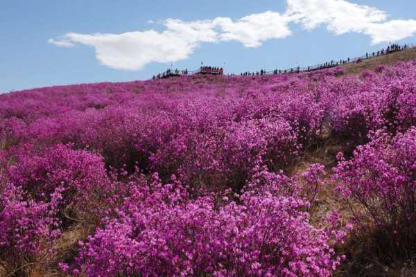 扎兰屯杜鹃花怎么样（扎兰屯杜鹃花开了吗）