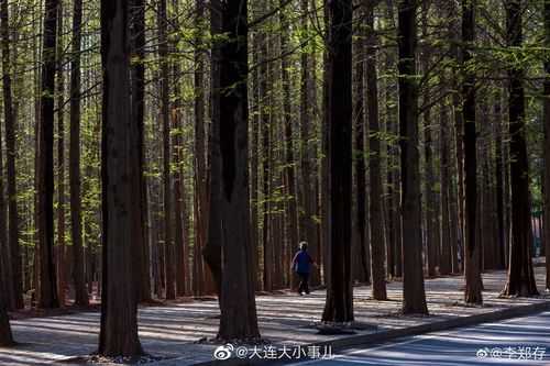 大连春天怎么样英语